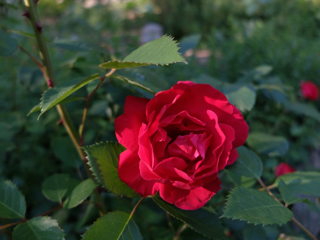 Lower garden red rose