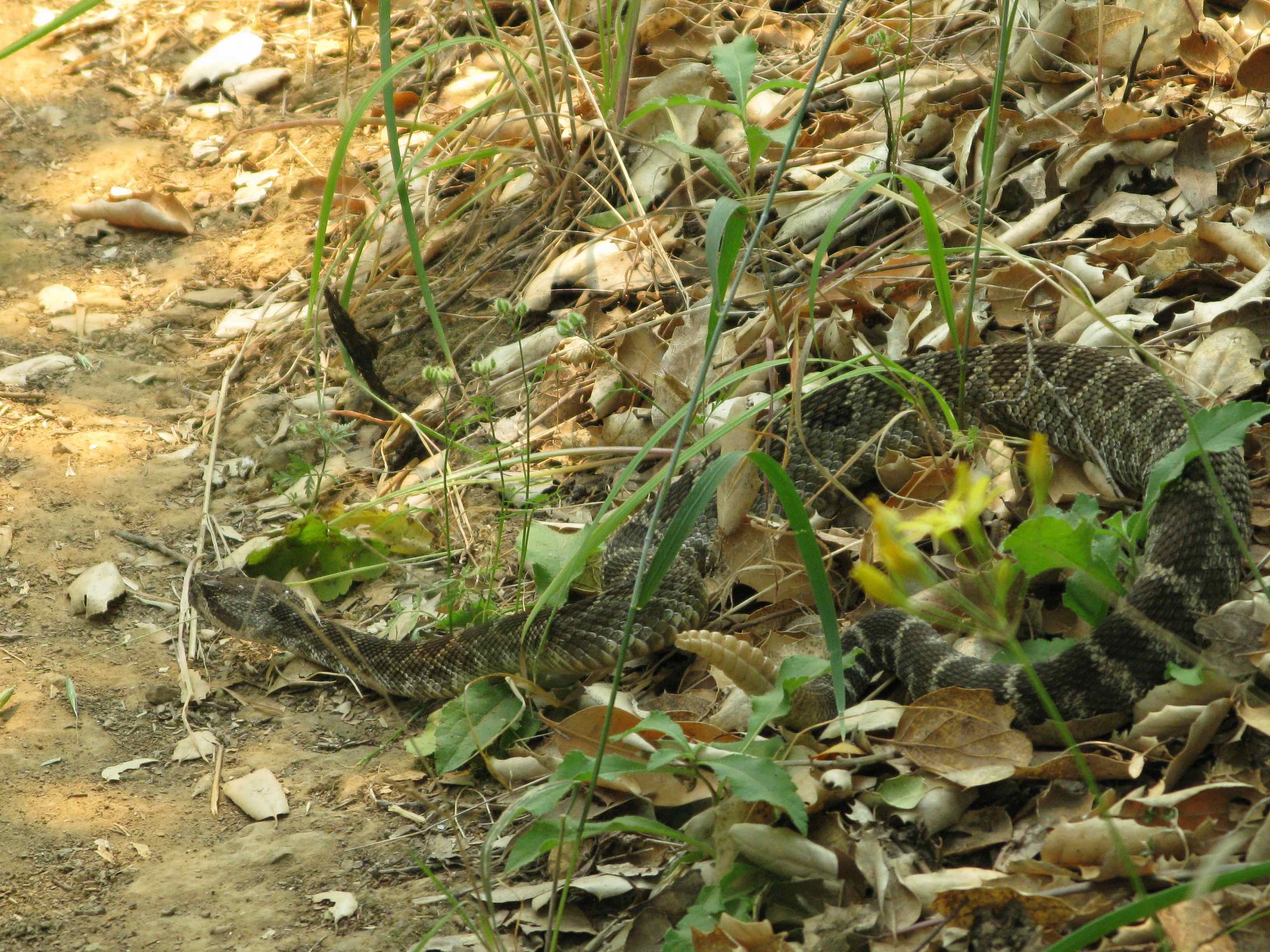 Angry rattlesnake 2 copy