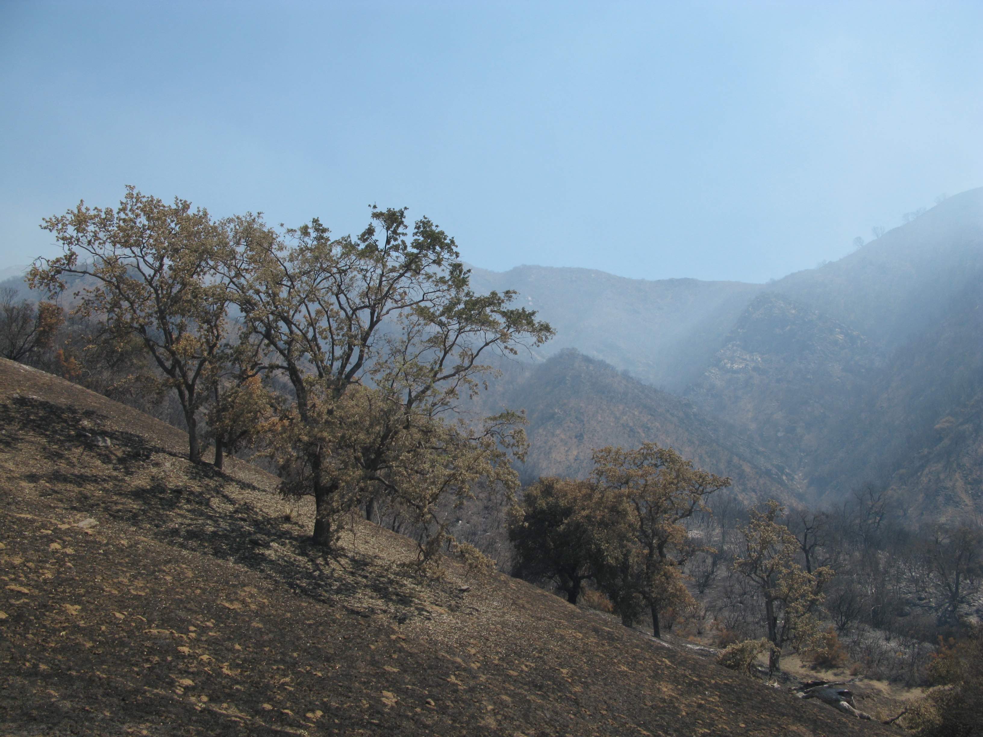 Horse Pasture Bobcat meadow copy
