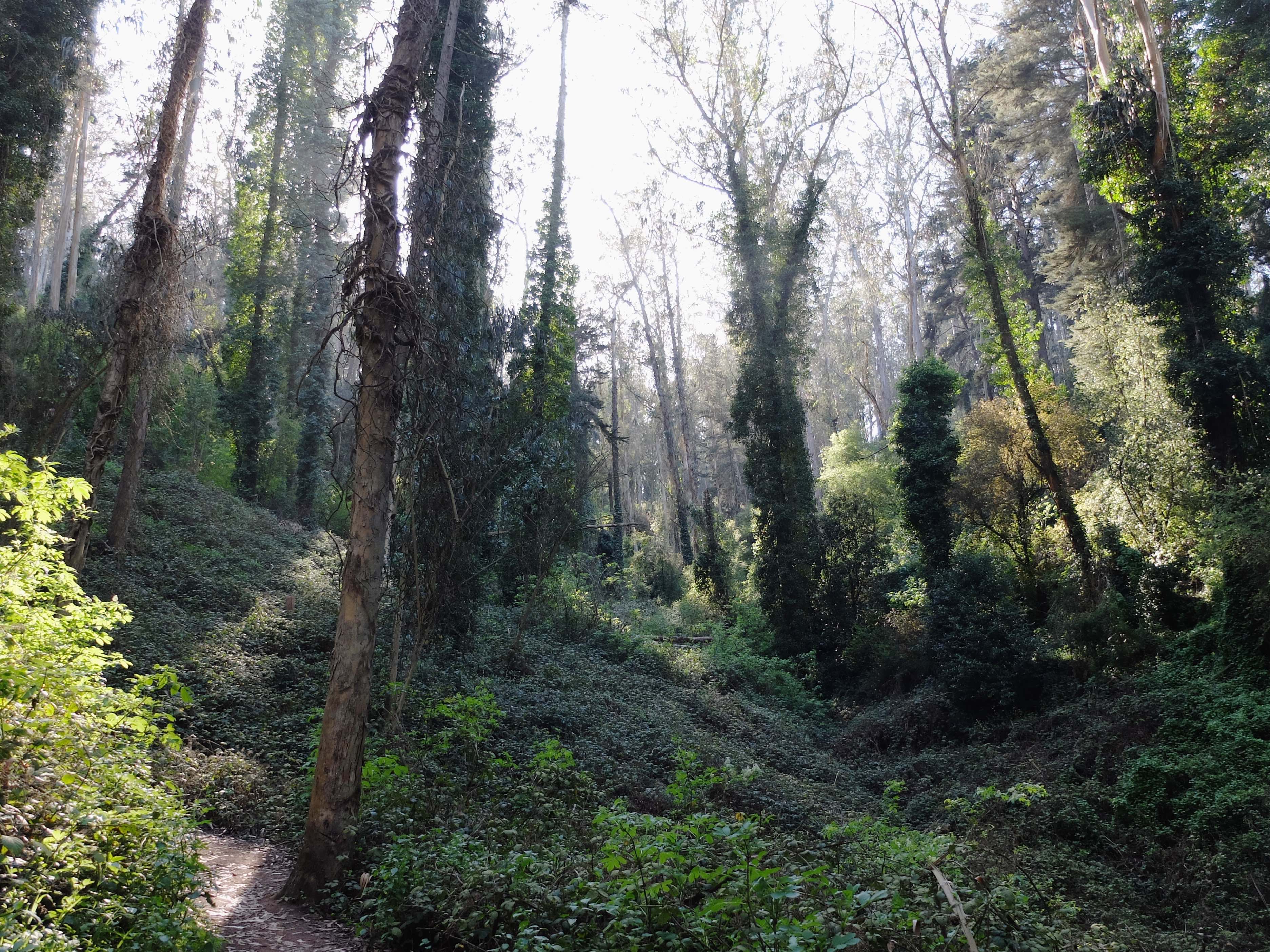 Mt Sutro woods 5 copy