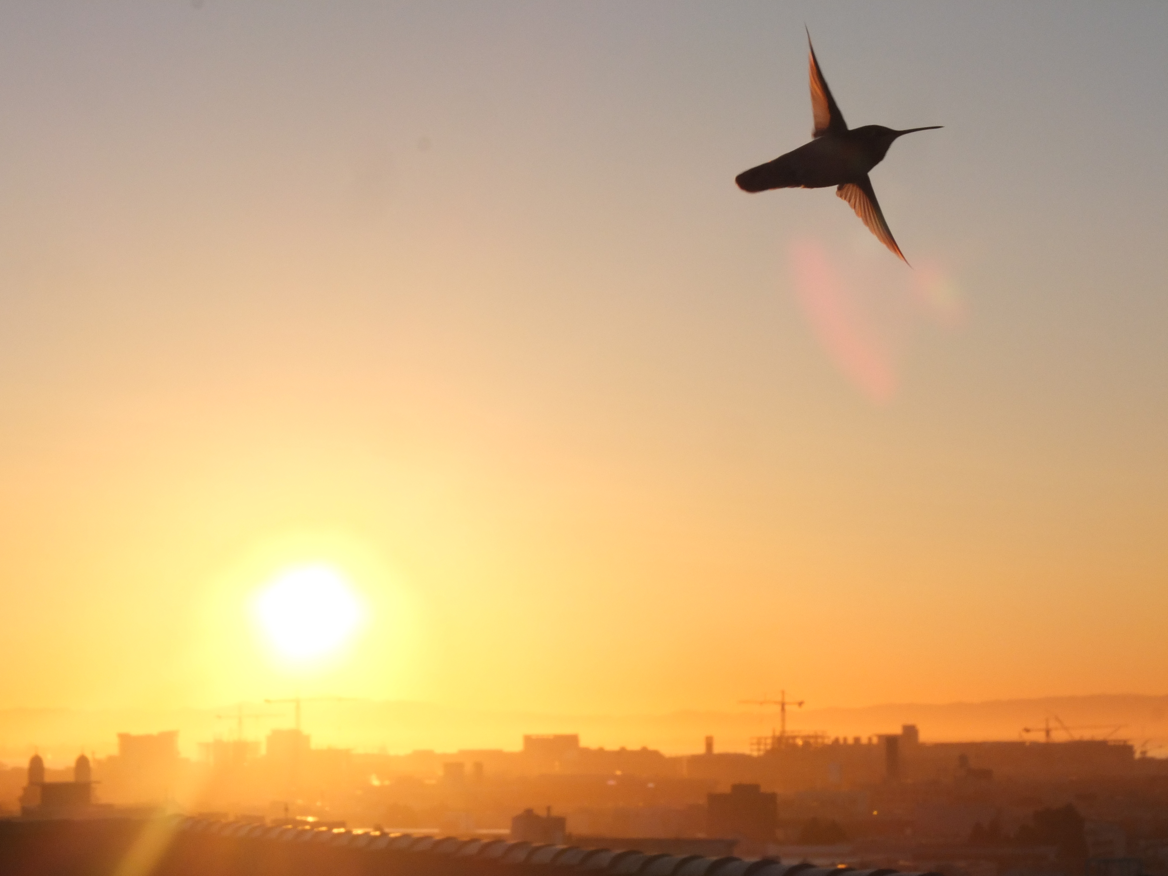 roof-hummingbird-bis-11-copy