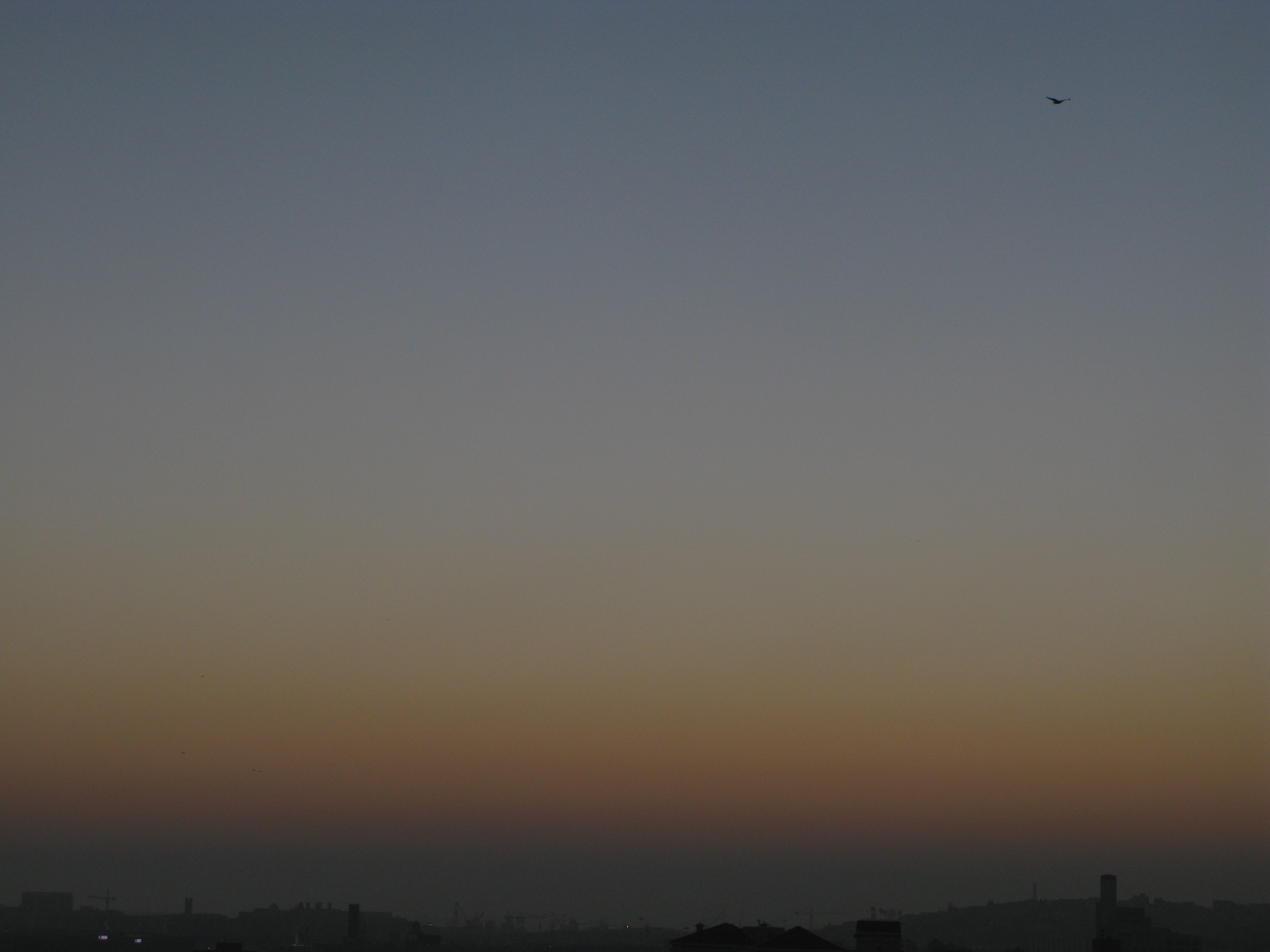 sky-21-1-south-east-bird-copy