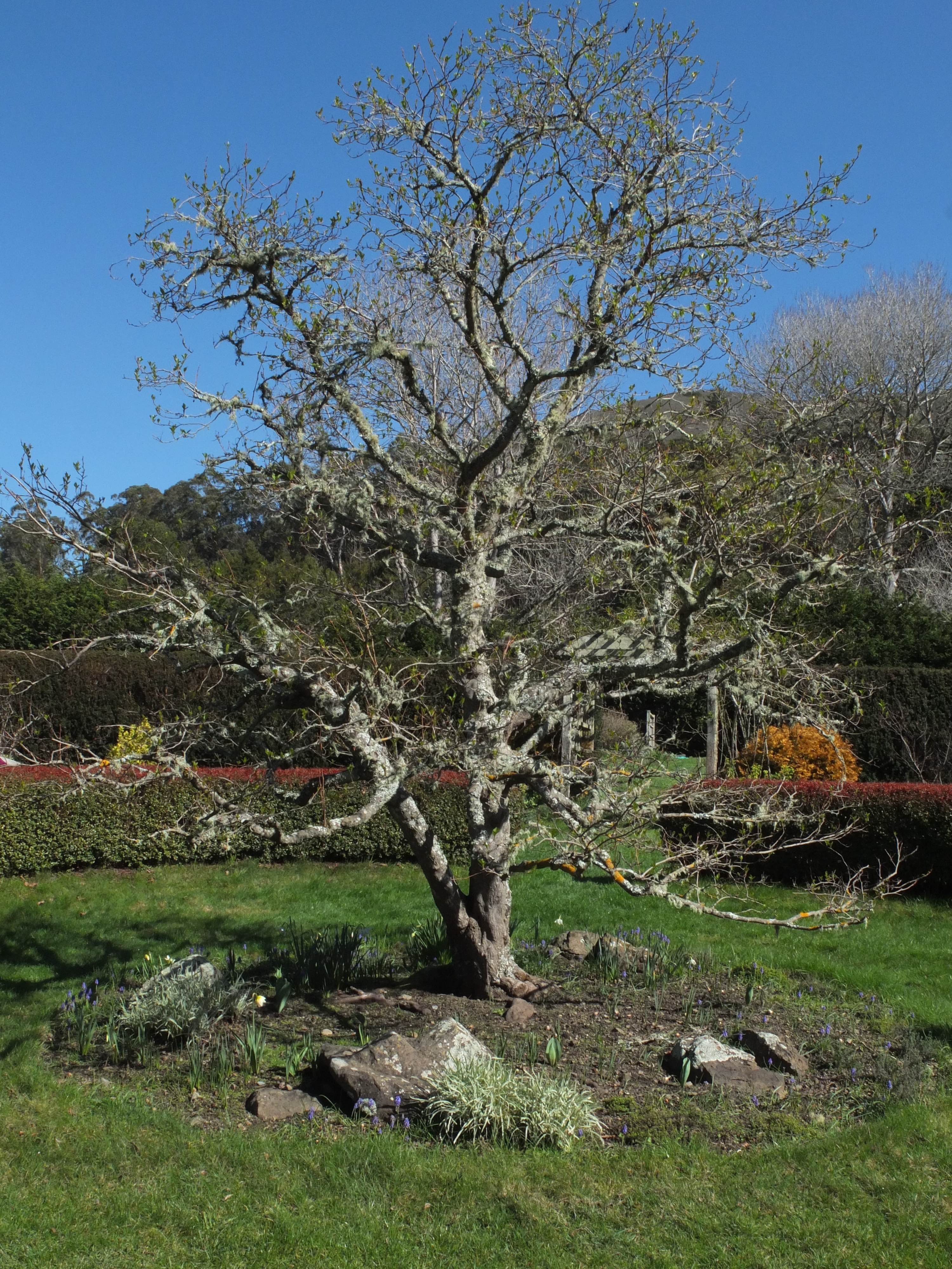 ggf-rose-garden-tree-copy