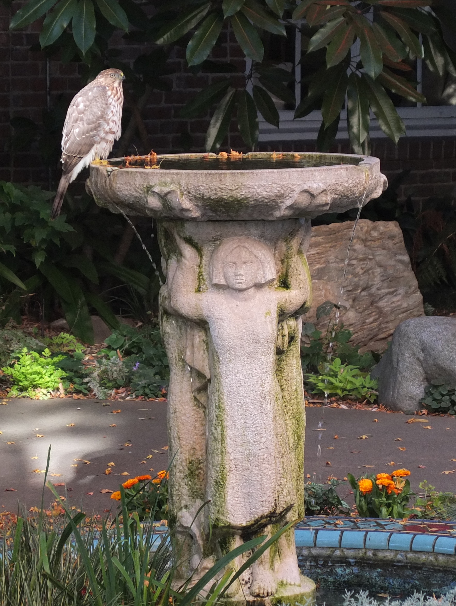 Hawk at the fountain 4 crop