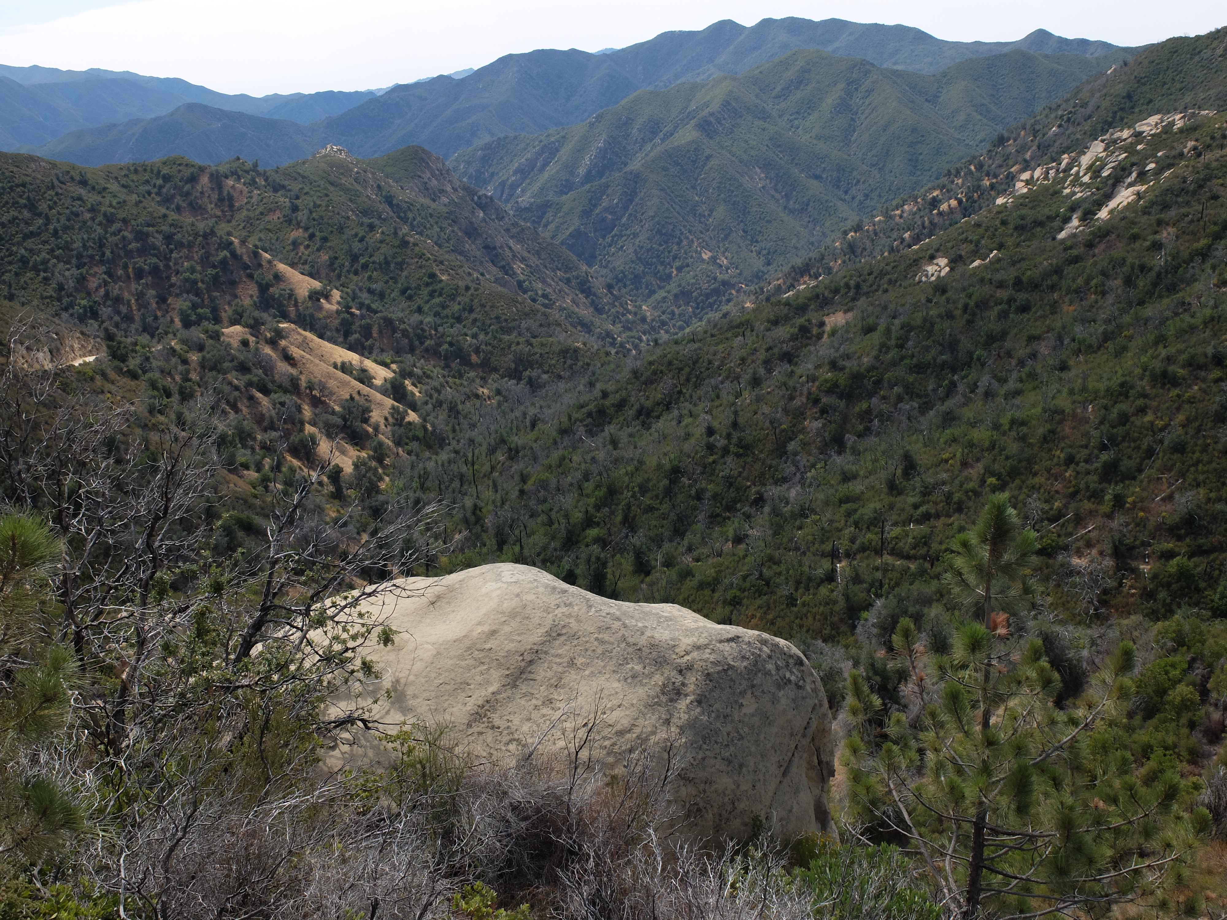 Lime Point cut-off view over the pines.jpg
