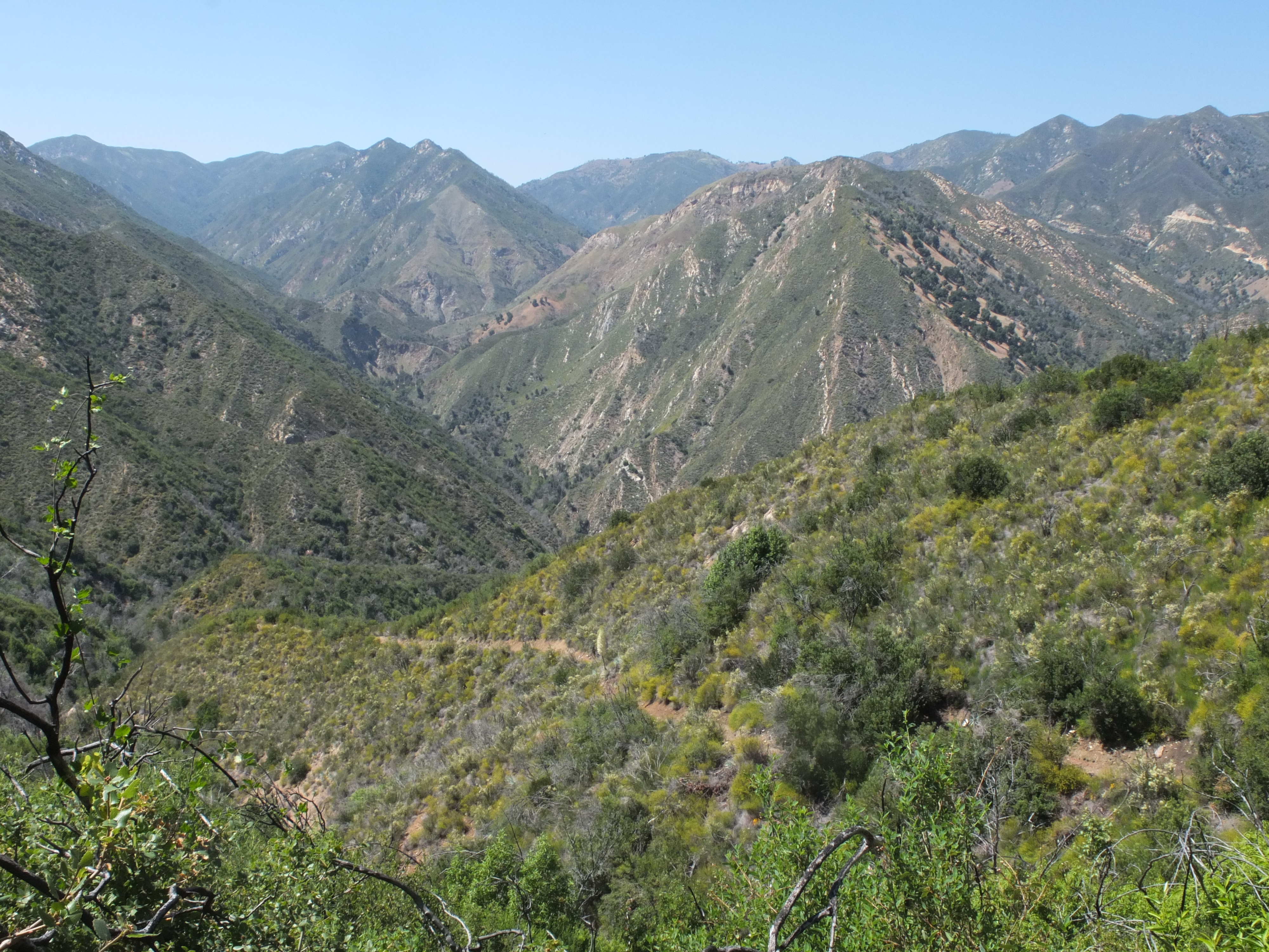 Tony Trail - further down trail.jpeg